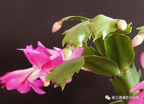 蟹爪兰烂根了补救视频,视频教程助你重焕生机