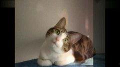 小猫的搞笑视频