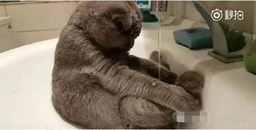 久久视频厕所最新,探索网络直播的隐秘角落