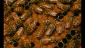 密蜂养殖技术视频,从入门到精通