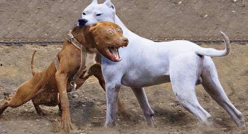 比特杜高犬打架视频,生死较量一触即发
