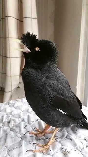 小八哥说话视频