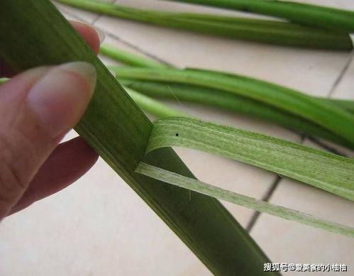 苋菜梗的腌制视频,苋菜梗腌制教程，简单易学，口感独特